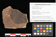 Foto (Objekt + Etikett) von Fagus sp. (NHMW-GEO-2024-0188-0986)
